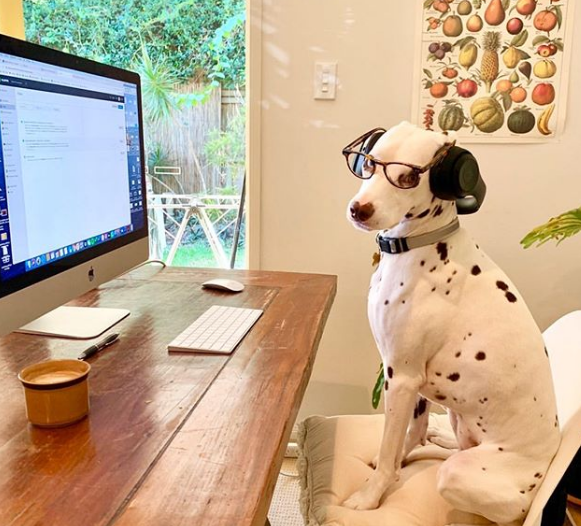 dogs-working-from-home-during-covid-19-crisis-is-a-definite-upside-of