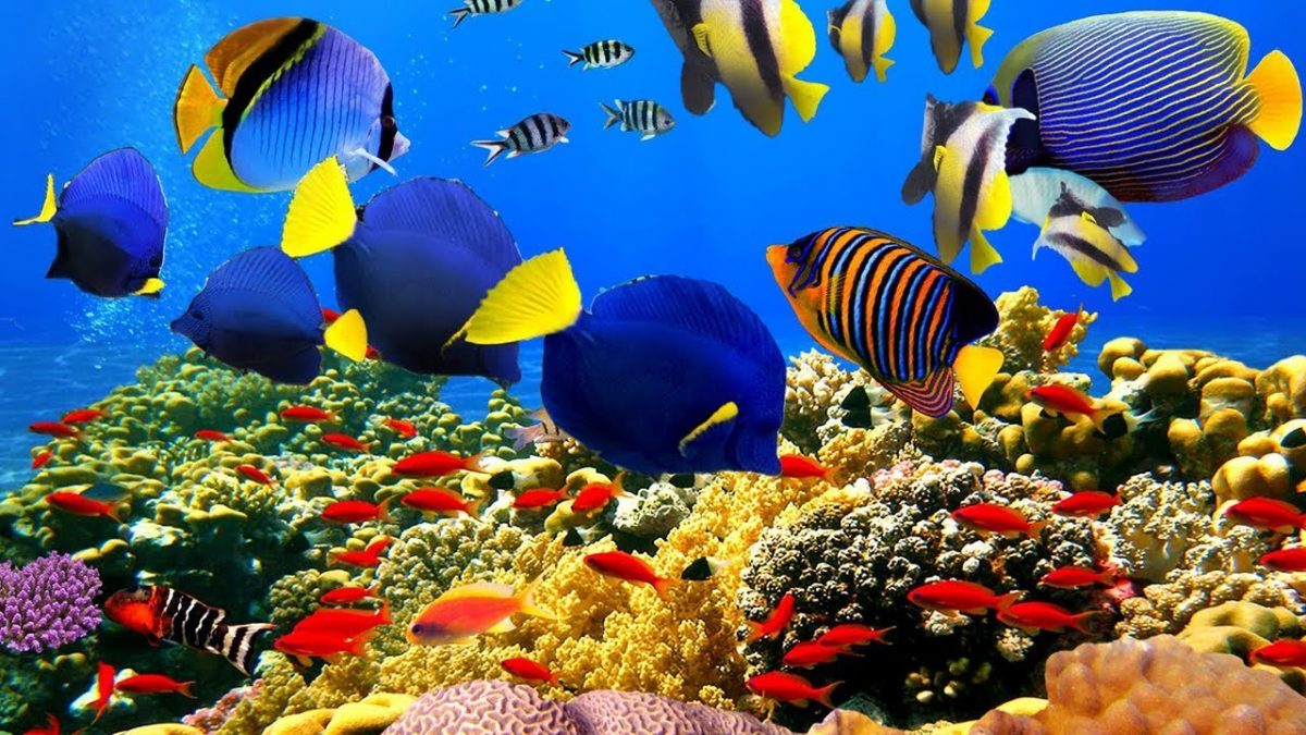Scientists have found the first coral reef in 120 | Esquire Middle East