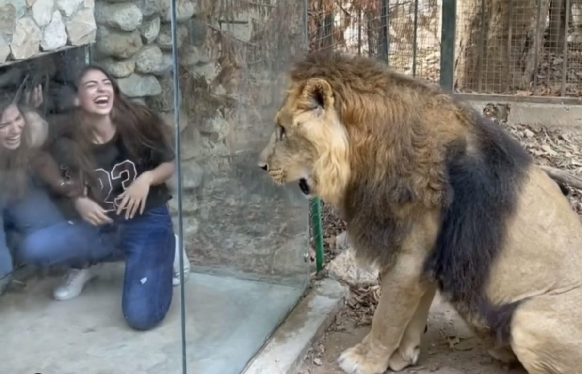 Lion encounter video from Lebanon zoo goes viral for alleged animal abuse |  Esquire Middle East – The Region's Best Men's Magazine