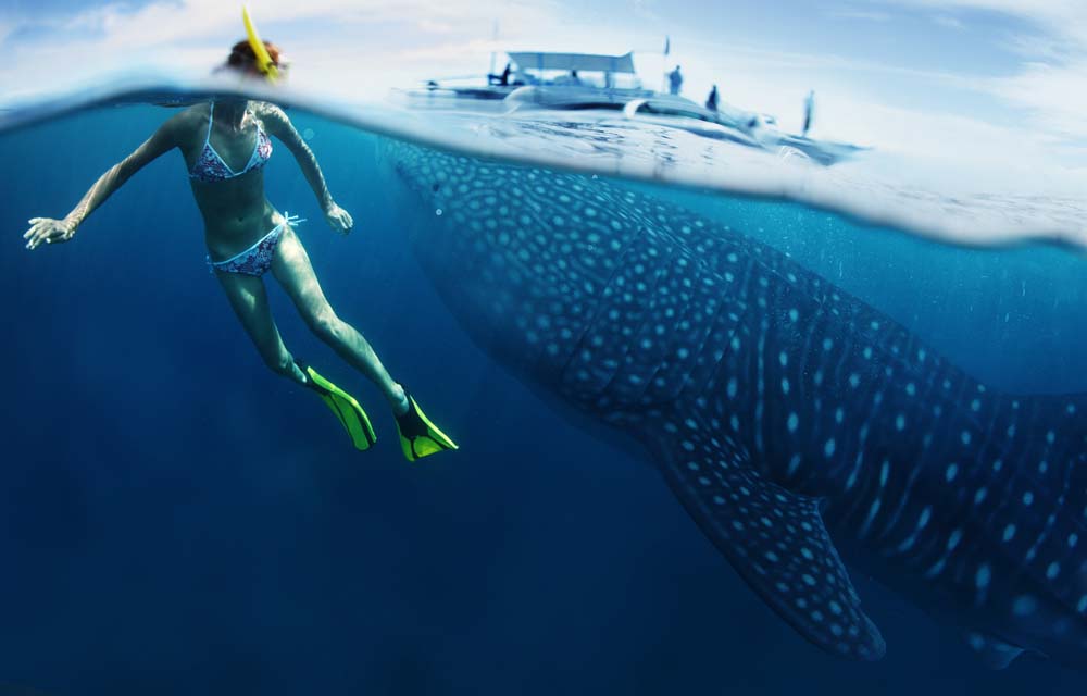 Swim with Whale Sharks Mexico
