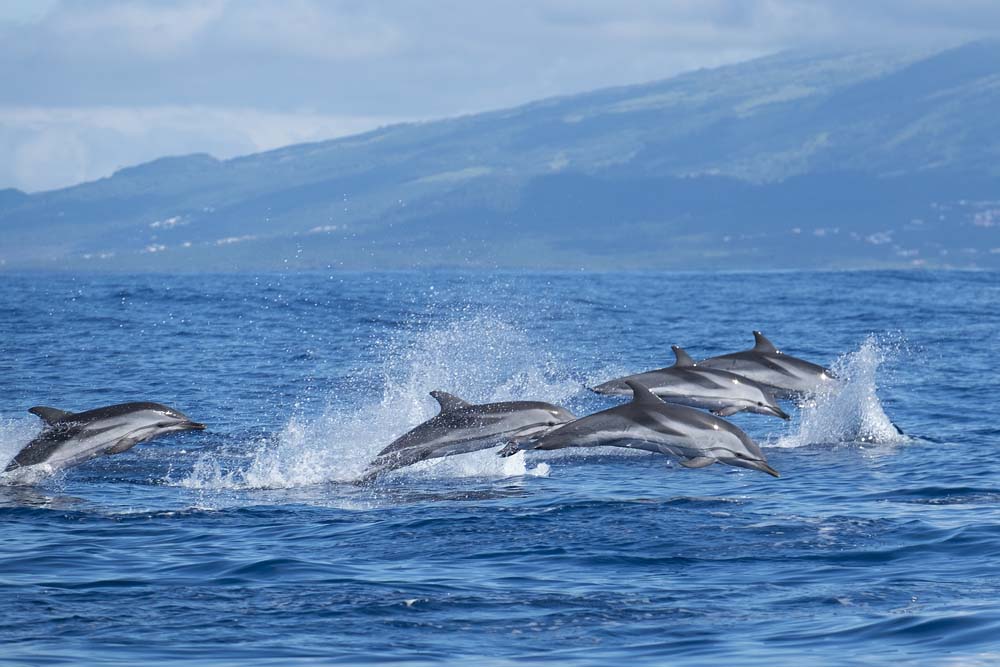  Swim with Dolphins in the Azores Portugal