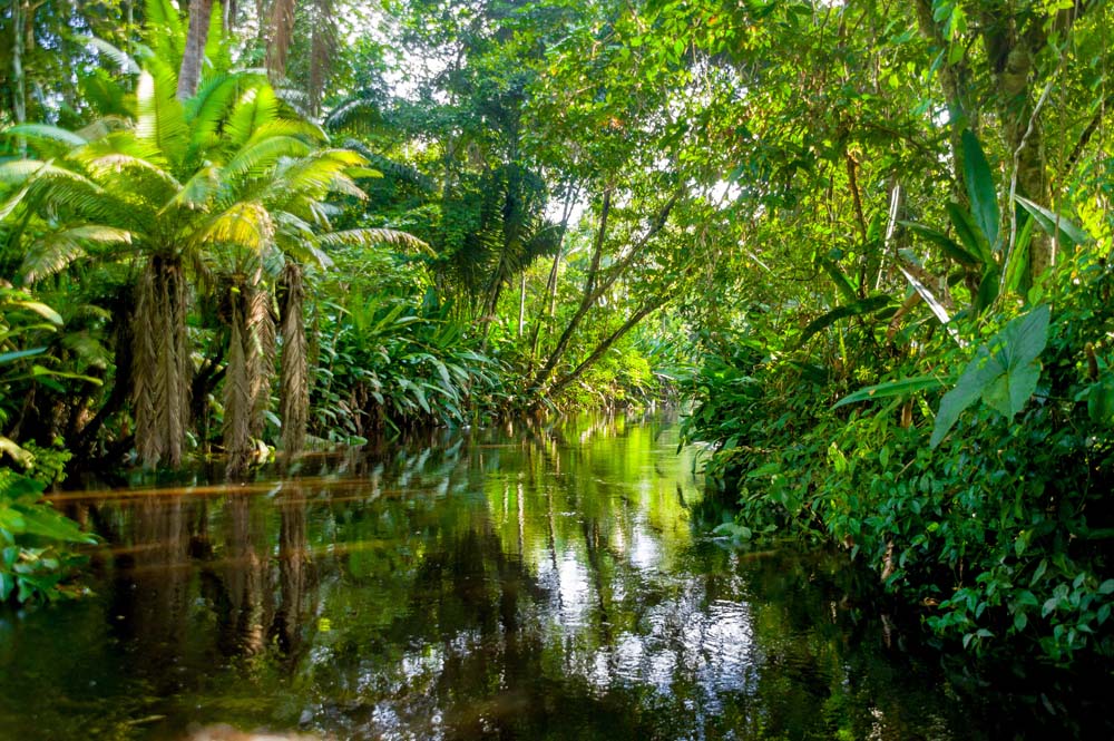 Visit the Amazon Rainforest Brazil