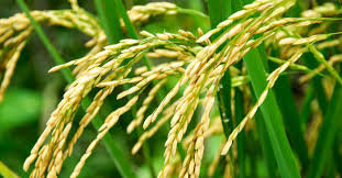 Rice, UAE, Sharjah, Food security, Korea, Farming